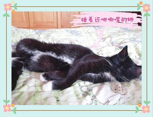 烏云蓋雪，黏人精小母貓尋有緣人領(lǐng)養(yǎng)
