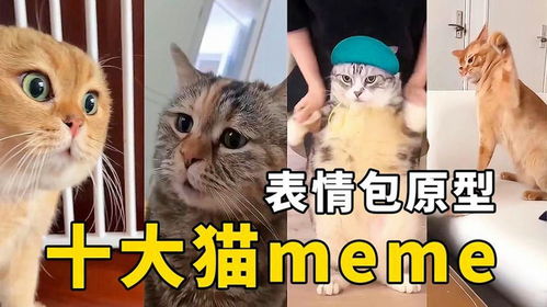 全網(wǎng)最火！十大貓咪meme原型大盤點(diǎn)，看看你刷到過哪幾個(gè)？