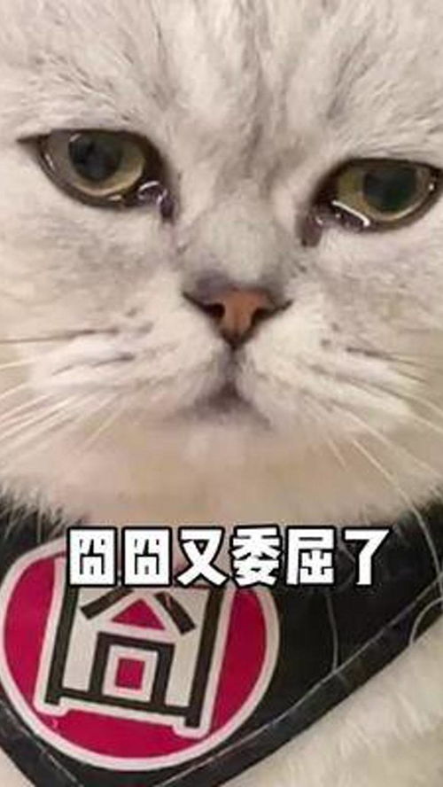 新寵駕到，舊愛鬧心 如何平衡兩只愛貓的“嫉妒戰(zhàn)爭(zhēng)”？