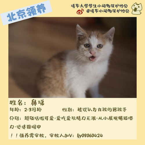 清華園中的喵星人 一份特別的領(lǐng)養(yǎng)指南與暖心合集
