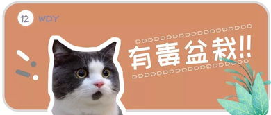 這6種盆栽可能會(huì)危及貓咪的生命，快來(lái)看看你家有沒有