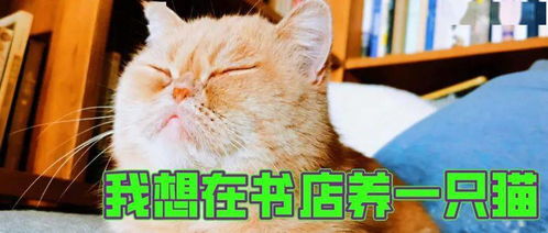 書店與貓 一場(chǎng)看似浪漫卻需三思的邂逅